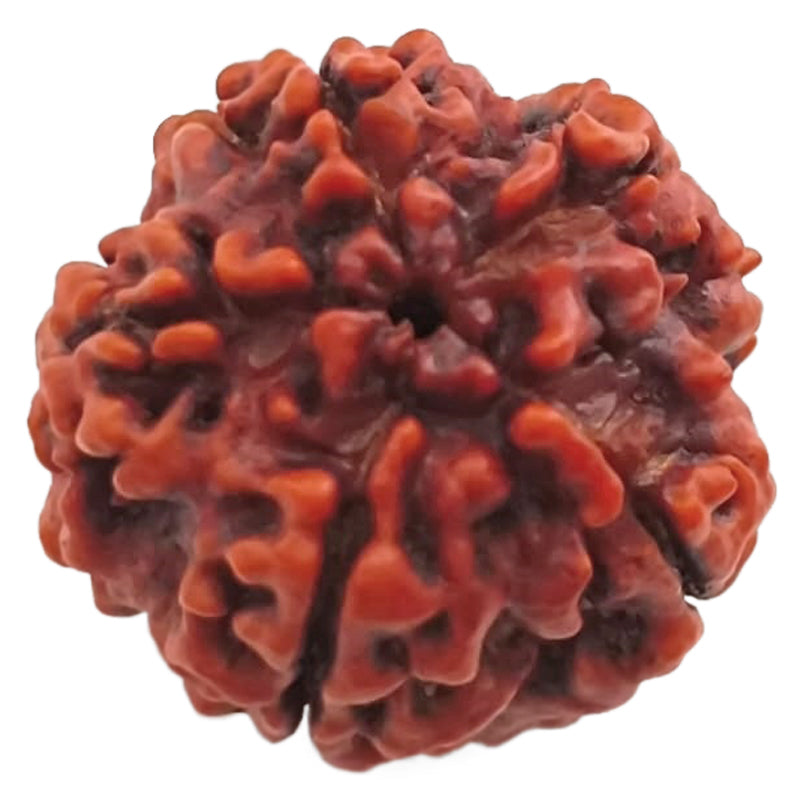 (24.91mm) 5 Mukhi Rudraksha Super Collector Bead | 5 Mukhi Rudraksha Bead | Paanch Mukhi, Five Faced Rudraksha from Nepal | Benefits of 5 Mukhi Rudraksha Super Collector Bead