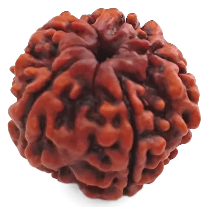 (24.91mm) 5 Mukhi Rudraksha Super Collector Bead | 5 Mukhi Rudraksha Bead | Paanch Mukhi, Five Faced Rudraksha from Nepal | Benefits of 5 Mukhi Rudraksha Super Collector Bead