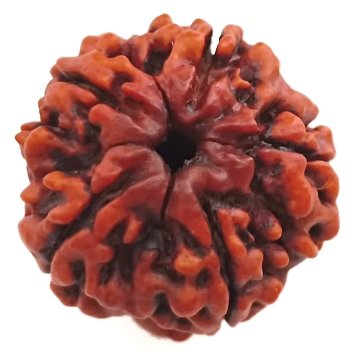 (24.91mm) 5 Mukhi Rudraksha Super Collector Bead | 5 Mukhi Rudraksha Bead | Paanch Mukhi, Five Faced Rudraksha from Nepal | Benefits of 5 Mukhi Rudraksha Super Collector Bead