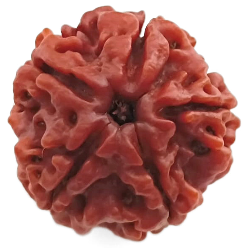 (24.99mm) 5 Mukhi Rudraksha Super Collector Bead | 5 Mukhi Rudraksha Bead | Paanch Mukhi, Five Faced Rudraksha from Nepal | Benefits of 5 Mukhi Rudraksha Super Collector Bead