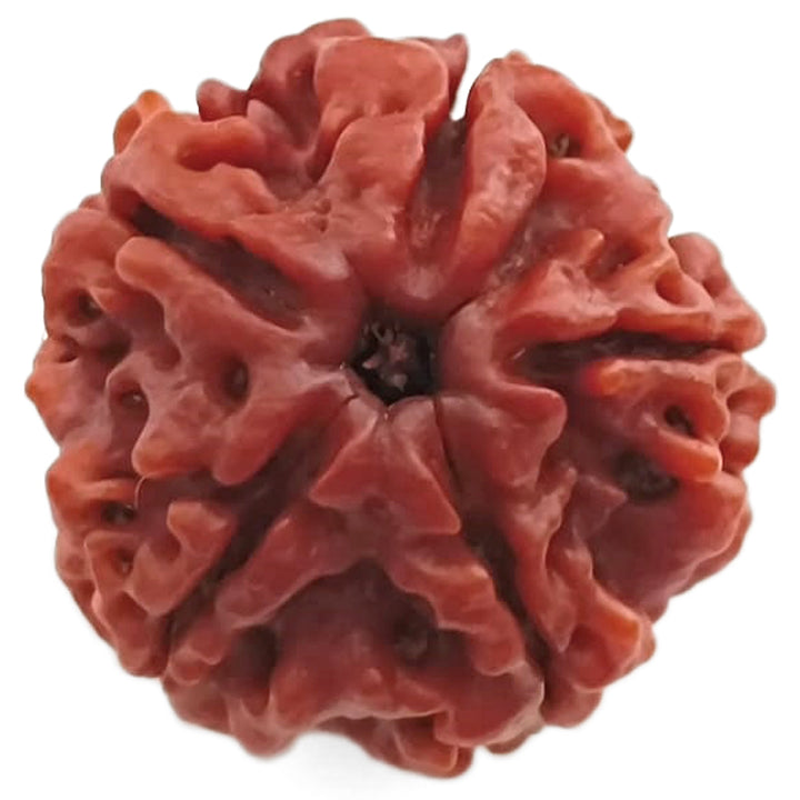 (24.99mm) 5 Mukhi Rudraksha Super Collector Bead | 5 Mukhi Rudraksha Bead | Paanch Mukhi, Five Faced Rudraksha from Nepal | Benefits of 5 Mukhi Rudraksha Super Collector Bead