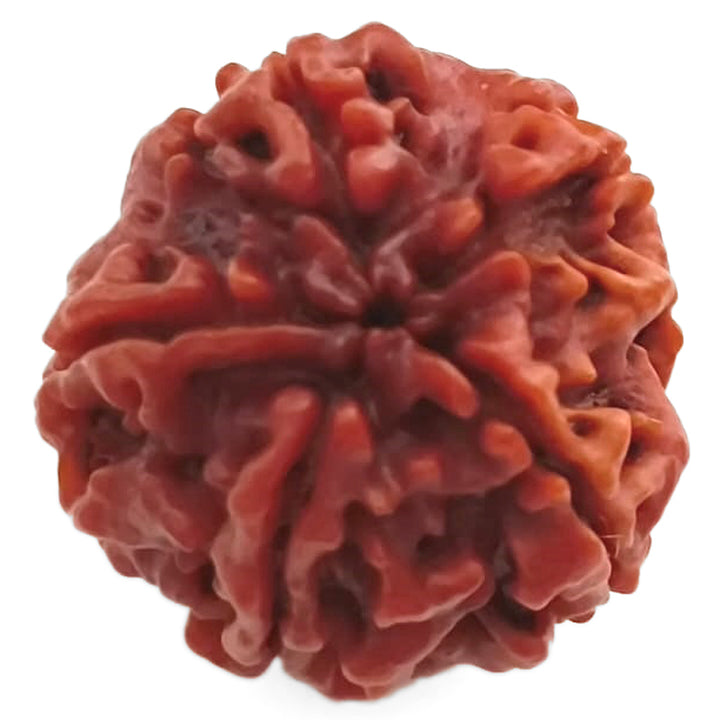 (24.99mm) 5 Mukhi Rudraksha Super Collector Bead | 5 Mukhi Rudraksha Bead | Paanch Mukhi, Five Faced Rudraksha from Nepal | Benefits of 5 Mukhi Rudraksha Super Collector Bead