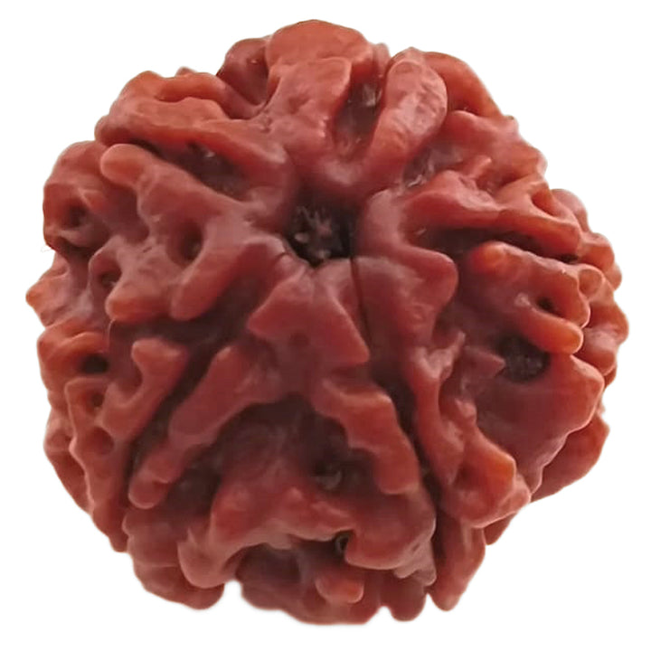 (24.99mm) 5 Mukhi Rudraksha Super Collector Bead | 5 Mukhi Rudraksha Bead | Paanch Mukhi, Five Faced Rudraksha from Nepal | Benefits of 5 Mukhi Rudraksha Super Collector Bead