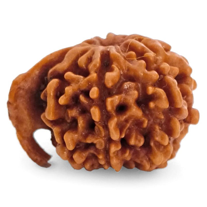 8 Mukhi Ganesh Rudraksha Bead | Eight Faced Ganesha Trunk Rudraksha From Nepal - 1