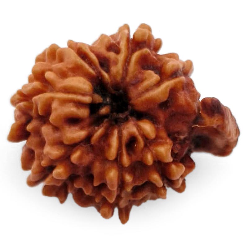 8 Mukhi Ganesh Rudraksha Bead | Eight Faced Ganesha Trunk Rudraksha From Nepal - 1