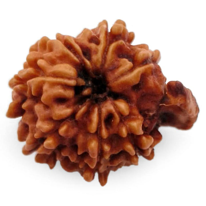 8 Mukhi Ganesh Rudraksha Bead | Eight Faced Ganesha Trunk Rudraksha From Nepal - 1
