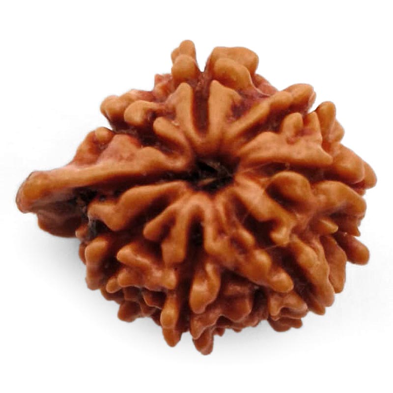 8 Mukhi Ganesh Rudraksha Bead | Eight Faced Ganesha Trunk Rudraksha From Nepal - 1