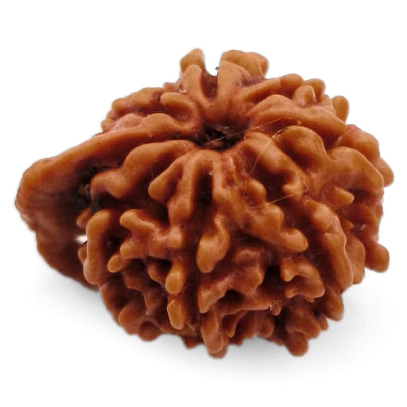 8 Mukhi Ganesh Rudraksha Bead | Eight Faced Ganesha Trunk Rudraksha From Nepal - 1