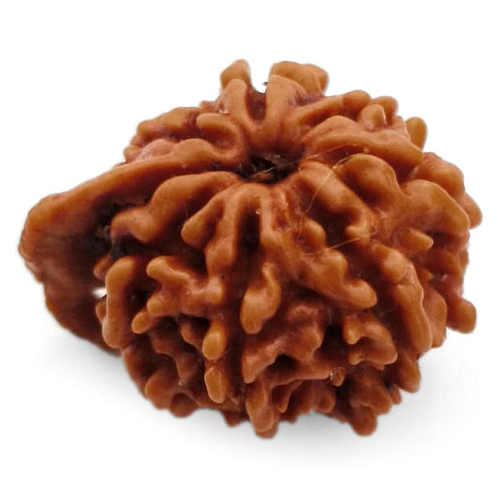 8 Mukhi Ganesh Rudraksha Bead | Eight Faced Ganesha Trunk Rudraksha From Nepal - 1