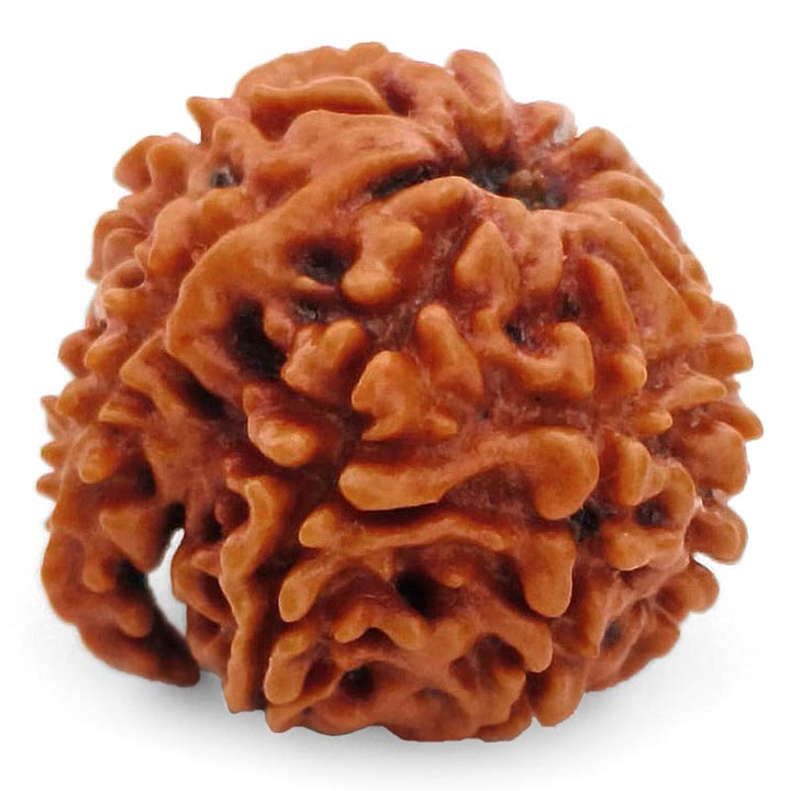 8 Mukhi Ganesh Rudraksha Bead | Eight Faced Ganesha Trunk Rudraksha From Nepal - 2