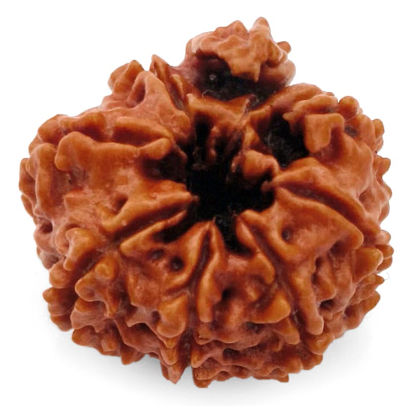 8 Mukhi Ganesh Rudraksha Bead | Eight Faced Ganesha Trunk Rudraksha From Nepal - 2