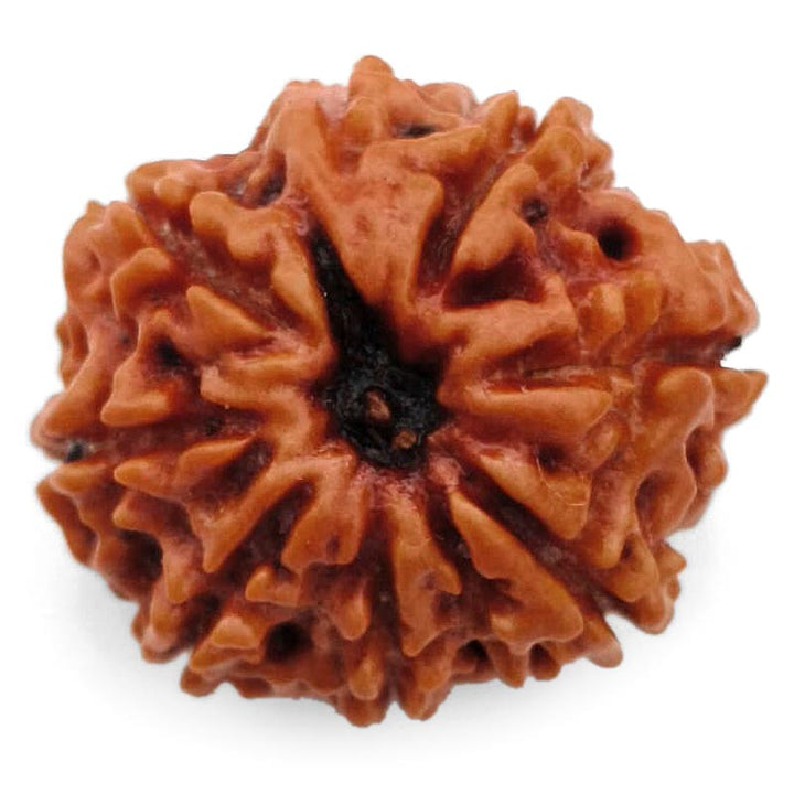 8 Mukhi Ganesh Rudraksha Bead | Eight Faced Ganesha Trunk Rudraksha From Nepal - 2