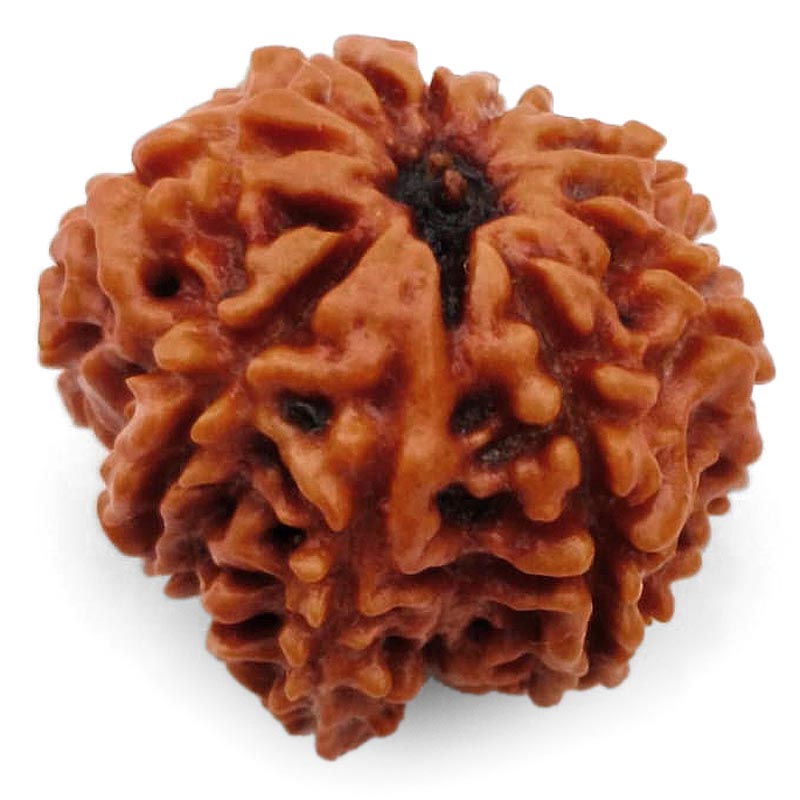 8 Mukhi Ganesh Rudraksha Bead | Eight Faced Ganesha Trunk Rudraksha From Nepal - 2