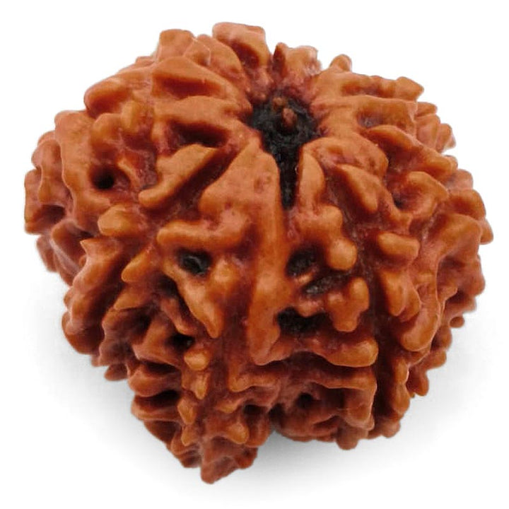 8 Mukhi Ganesh Rudraksha Bead | Eight Faced Ganesha Trunk Rudraksha From Nepal - 2