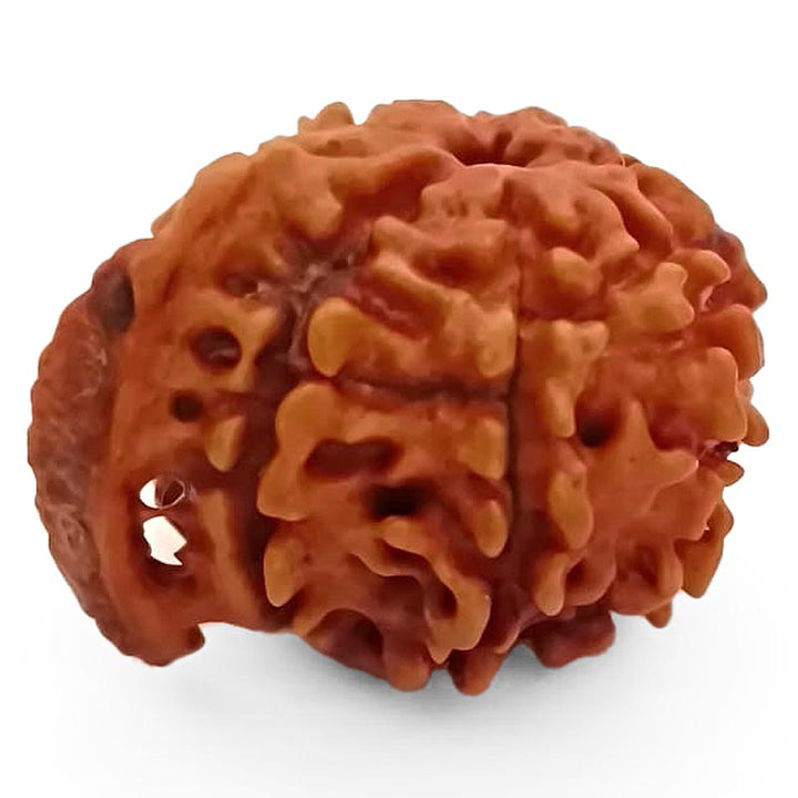 8 Mukhi Ganesh Rudraksha Bead | Eight Faced Ganesha Trunk Rudraksha From Nepal - 3