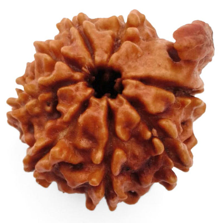 8 Mukhi Ganesh Rudraksha Bead | Eight Faced Ganesha Trunk Rudraksha From Nepal - 3