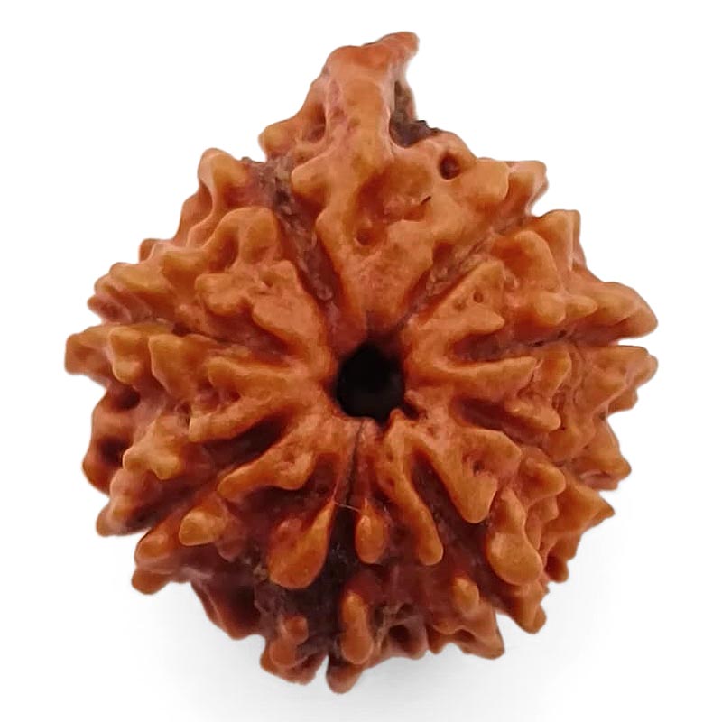 8 Mukhi Ganesh Rudraksha Bead | Eight Faced Ganesha Trunk Rudraksha From Nepal - 3