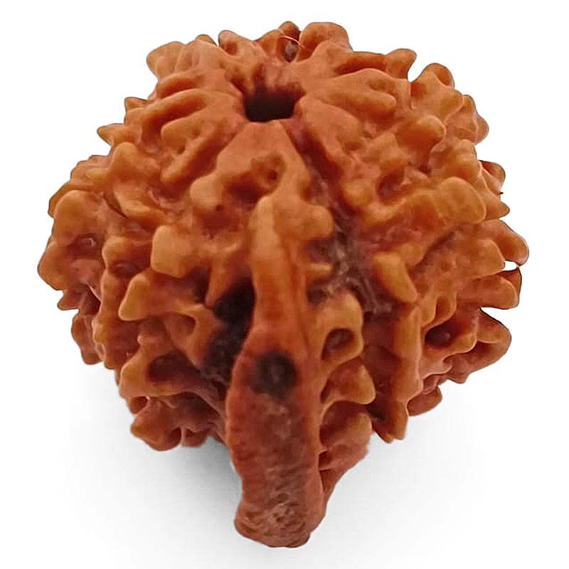 8 Mukhi Ganesh Rudraksha Bead | Eight Faced Ganesha Trunk Rudraksha From Nepal - 3