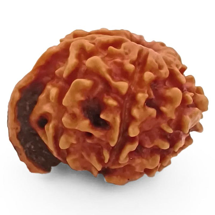 8 Mukhi Ganesh Rudraksha Bead | Eight Faced Ganesha Trunk Rudraksha From Nepal - 4