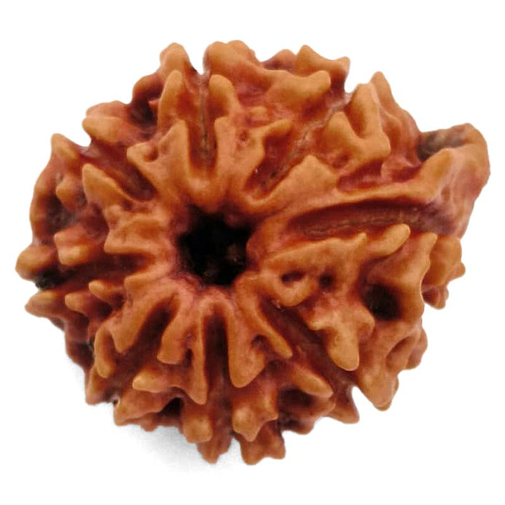 8 Mukhi Ganesh Rudraksha Bead | Eight Faced Ganesha Trunk Rudraksha From Nepal - 4