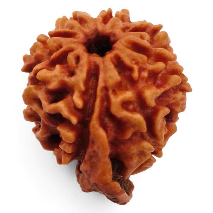 8 Mukhi Ganesh Rudraksha Bead | Eight Faced Ganesha Trunk Rudraksha From Nepal - 4