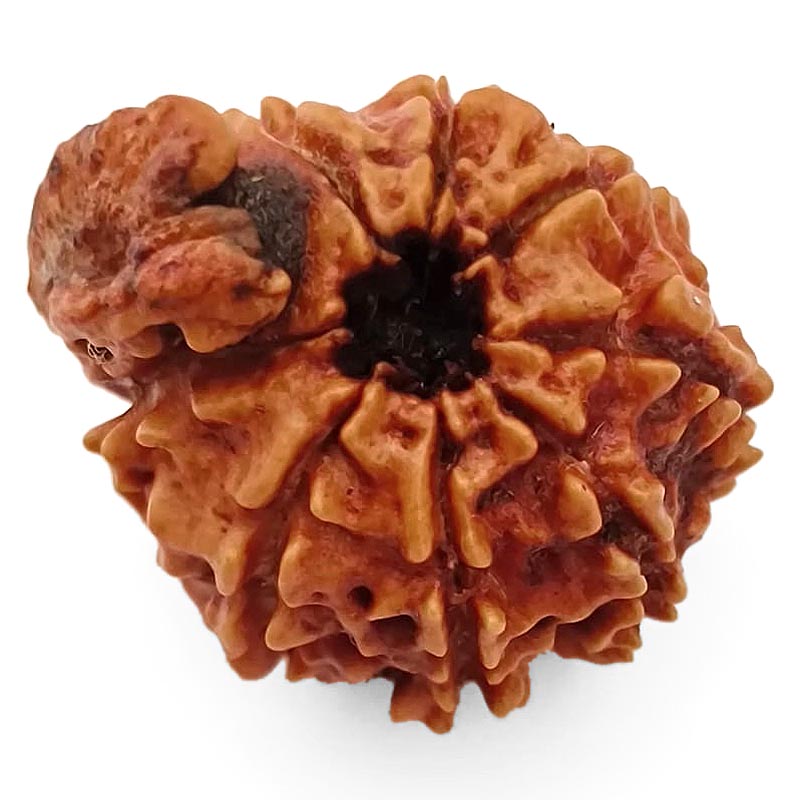 8 Mukhi Ganesh Rudraksha Bead | Eight Faced Ganesha Trunk Rudraksha From Nepal - 4