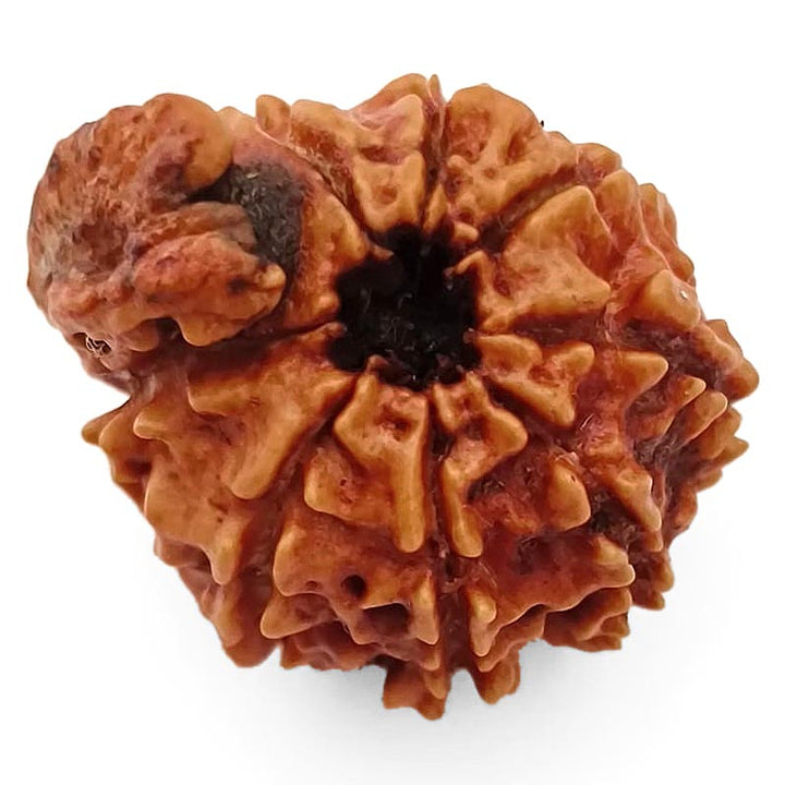8 Mukhi Ganesh Rudraksha Bead | Eight Faced Ganesha Trunk Rudraksha From Nepal - 4