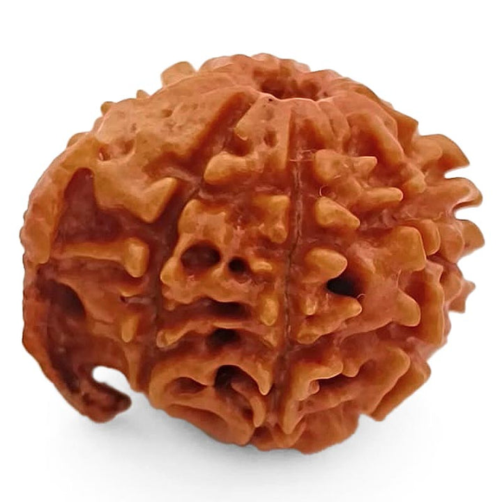 8 Mukhi Ganesh Rudraksha Bead | Eight Faced Ganesha Trunk Rudraksha From Nepal - 5