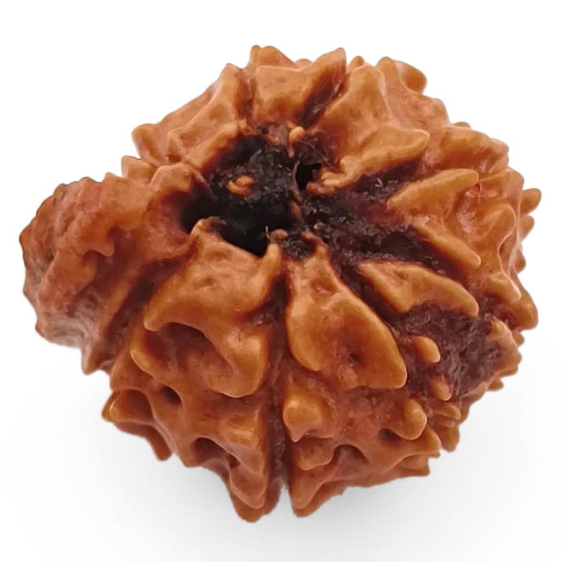 8 Mukhi Ganesh Rudraksha Bead | Eight Faced Ganesha Trunk Rudraksha From Nepal - 5