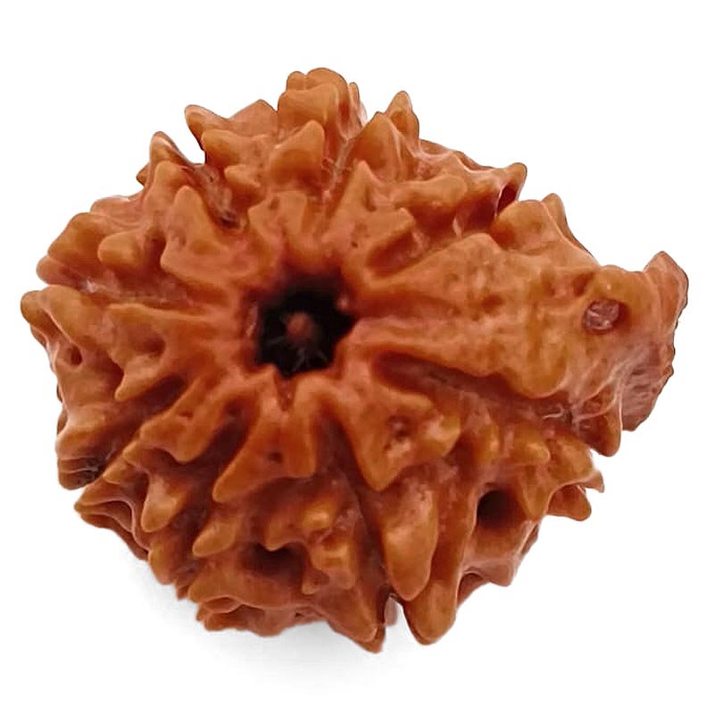 8 Mukhi Ganesh Rudraksha Bead | Eight Faced Ganesha Trunk Rudraksha From Nepal - 5