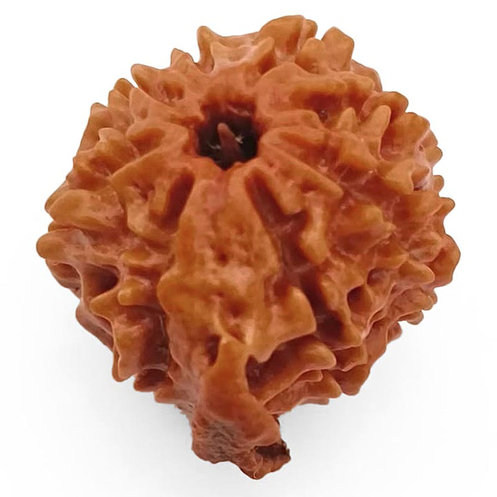8 Mukhi Ganesh Rudraksha Bead | Eight Faced Ganesha Trunk Rudraksha From Nepal - 5