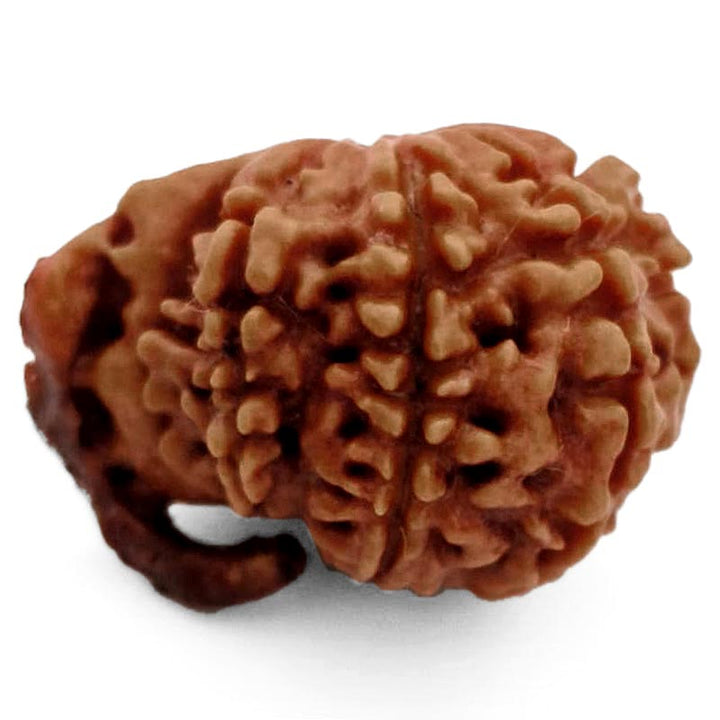8 Mukhi Ganesh Rudraksha Bead | Eight Faced Ganesha Trunk Rudraksha From Nepal - 6