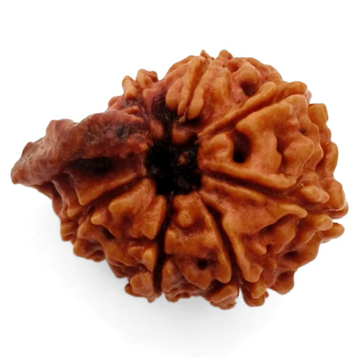 8 Mukhi Ganesh Rudraksha Bead | Eight Faced Ganesha Trunk Rudraksha From Nepal - 6