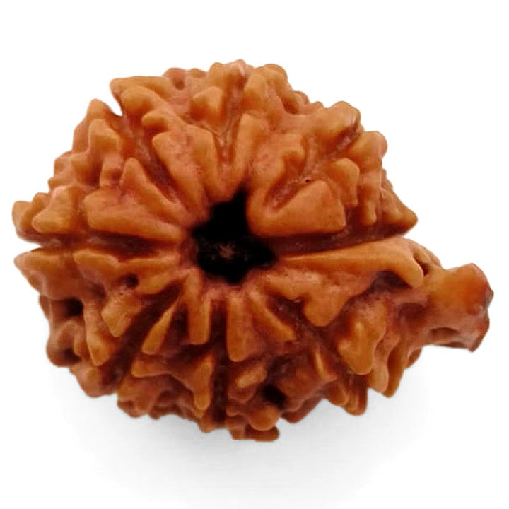 8 Mukhi Ganesh Rudraksha Bead | Eight Faced Ganesha Trunk Rudraksha From Nepal - 6