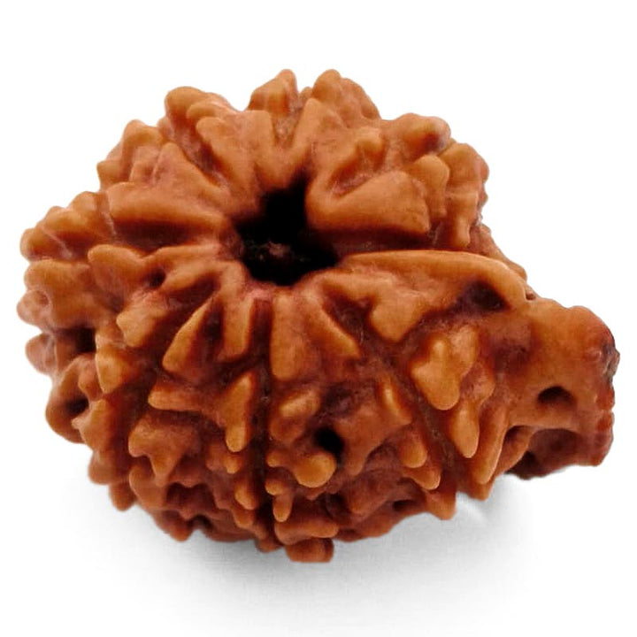 8 Mukhi Ganesh Rudraksha Bead | Eight Faced Ganesha Trunk Rudraksha From Nepal - 6