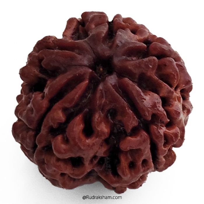 (25.11mm) 5 Mukhi Rudraksha Super Collector Bead | 5 Mukhi Rudraksha Bead | Paanch Mukhi, Five Faced Rudraksha from Nepal | Benefits of 5 Mukhi Rudraksha Super Collector Bead
