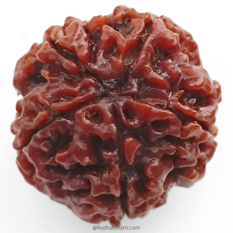 (25.12mm) 5 Mukhi Rudraksha Super Collector Bead | 5 Mukhi Rudraksha Bead | Paanch Mukhi, Five Faced Rudraksha from Nepal | Benefits of 5 Mukhi Rudraksha Super Collector Bead