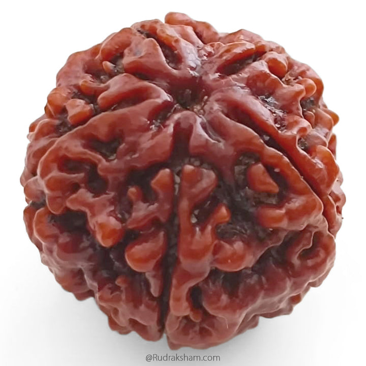 (25.12mm) 5 Mukhi Rudraksha Super Collector Bead | 5 Mukhi Rudraksha Bead | Paanch Mukhi, Five Faced Rudraksha from Nepal | Benefits of 5 Mukhi Rudraksha Super Collector Bead
