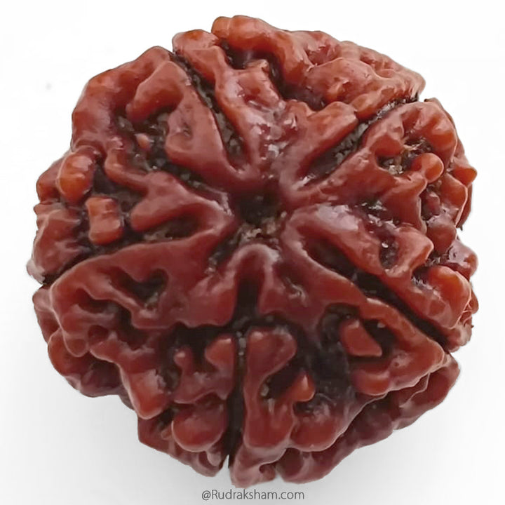 (25.12mm) 5 Mukhi Rudraksha Super Collector Bead | 5 Mukhi Rudraksha Bead | Paanch Mukhi, Five Faced Rudraksha from Nepal | Benefits of 5 Mukhi Rudraksha Super Collector Bead