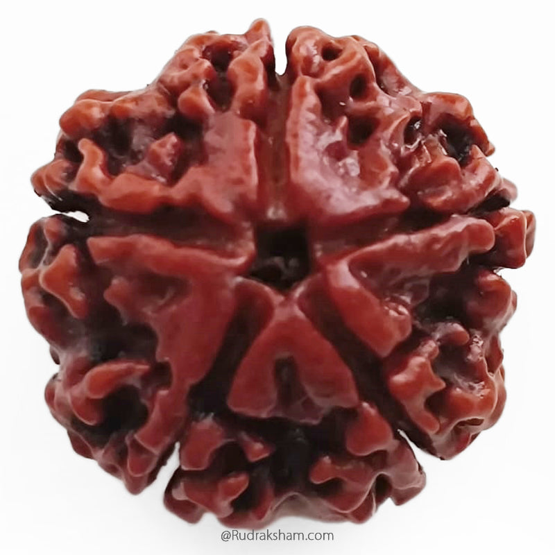 (25.15mm) 5 Mukhi Rudraksha Super Collector Bead | 5 Mukhi Rudraksha Bead | Panch Mukhi, Five Faced - Nepal Rudraksha | Benefits of 5 Mukhi Super Collector Rudraksha