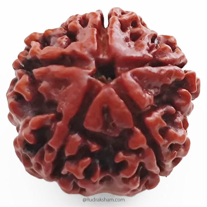 (25.15mm) 5 Mukhi Rudraksha Super Collector Bead | 5 Mukhi Rudraksha Bead | Panch Mukhi, Five Faced - Nepal Rudraksha | Benefits of 5 Mukhi Super Collector Rudraksha