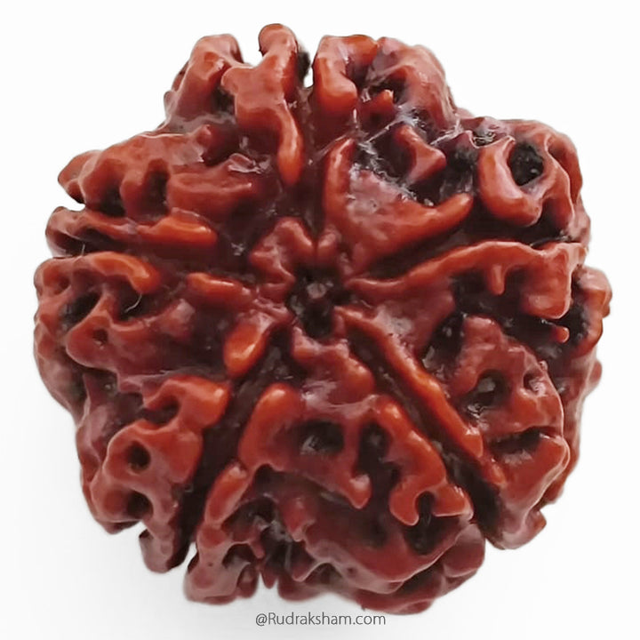 (25.15mm) 5 Mukhi Rudraksha Super Collector Bead | 5 Mukhi Rudraksha Bead | Panch Mukhi, Five Faced - Nepal Rudraksha | Benefits of 5 Mukhi Super Collector Rudraksha