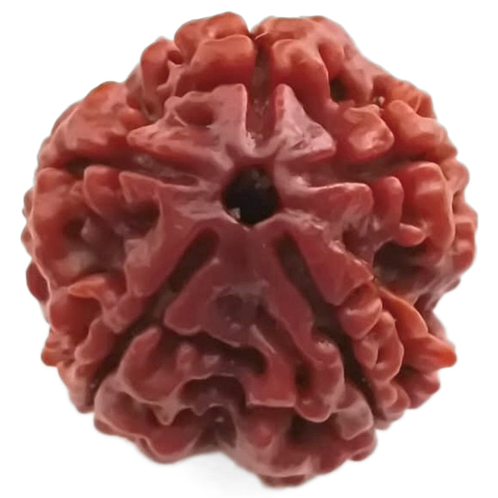 (25.16mm) 5 Mukhi Rudraksha Super Collector Bead | 5 Mukhi Rudraksha Bead | Panch Mukhi, Five Faced Nepal Rudraksha | Wholesale Rudraksha Beads