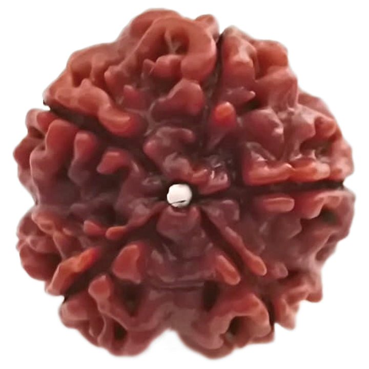 (25.16mm) 5 Mukhi Rudraksha Super Collector Bead | 5 Mukhi Rudraksha Bead | Panch Mukhi, Five Faced Nepal Rudraksha | Wholesale Rudraksha Beads