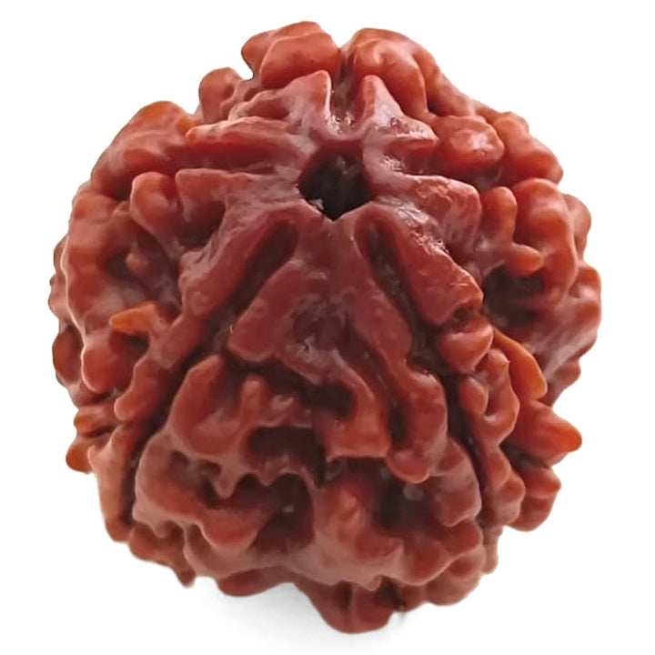 (25.16mm) 5 Mukhi Rudraksha Super Collector Bead | 5 Mukhi Rudraksha Bead | Panch Mukhi, Five Faced Nepal Rudraksha | Wholesale Rudraksha Beads