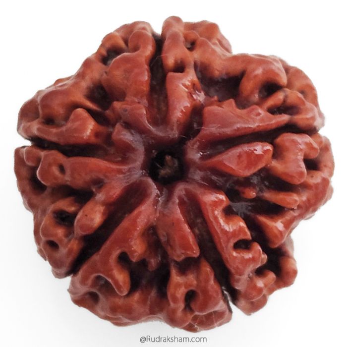 (25.20mm) 5 Mukhi Rudraksha Super Collector Bead | 5 Mukhi Rudraksha Bead | Paanch Mukhi, Five Faced Rudraksha from Nepal | Benefits of 5 Mukhi Rudraksha Super Collector Bead