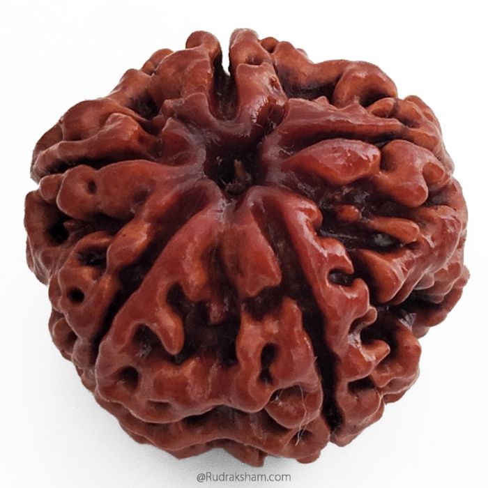 (25.20mm) 5 Mukhi Rudraksha Super Collector Bead | 5 Mukhi Rudraksha Bead | Paanch Mukhi, Five Faced Rudraksha from Nepal | Benefits of 5 Mukhi Rudraksha Super Collector Bead