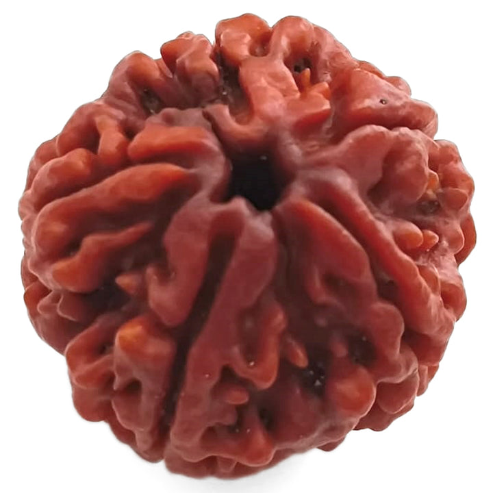 (25.22mm) 5 Mukhi Rudraksha Super Collector Bead | Five Mukhi Rudraksha Nepal Bead | Panch Mukhi Rudraksha Shiva Bead Super Collector Bead