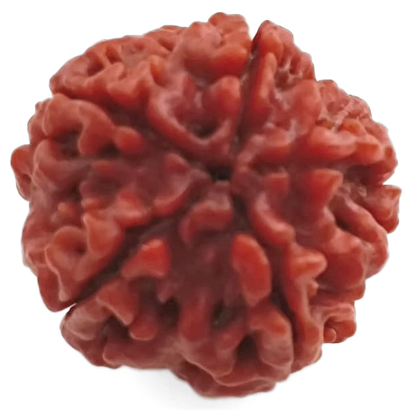 (25.22mm) 5 Mukhi Rudraksha Super Collector Bead | Five Mukhi Rudraksha Nepal Bead | Panch Mukhi Rudraksha Shiva Bead Super Collector Bead