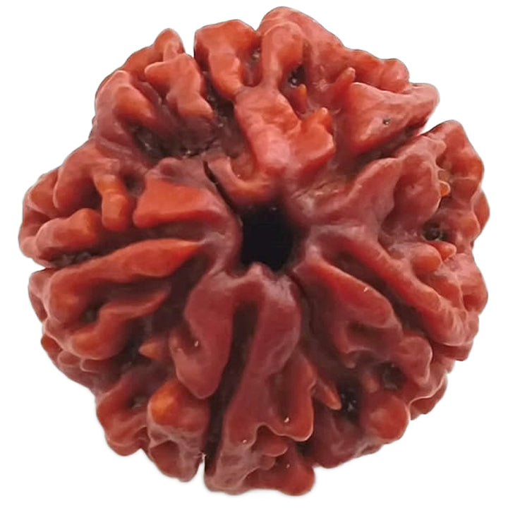 (25.22mm) 5 Mukhi Rudraksha Super Collector Bead | Five Mukhi Rudraksha Nepal Bead | Panch Mukhi Rudraksha Shiva Bead Super Collector Bead